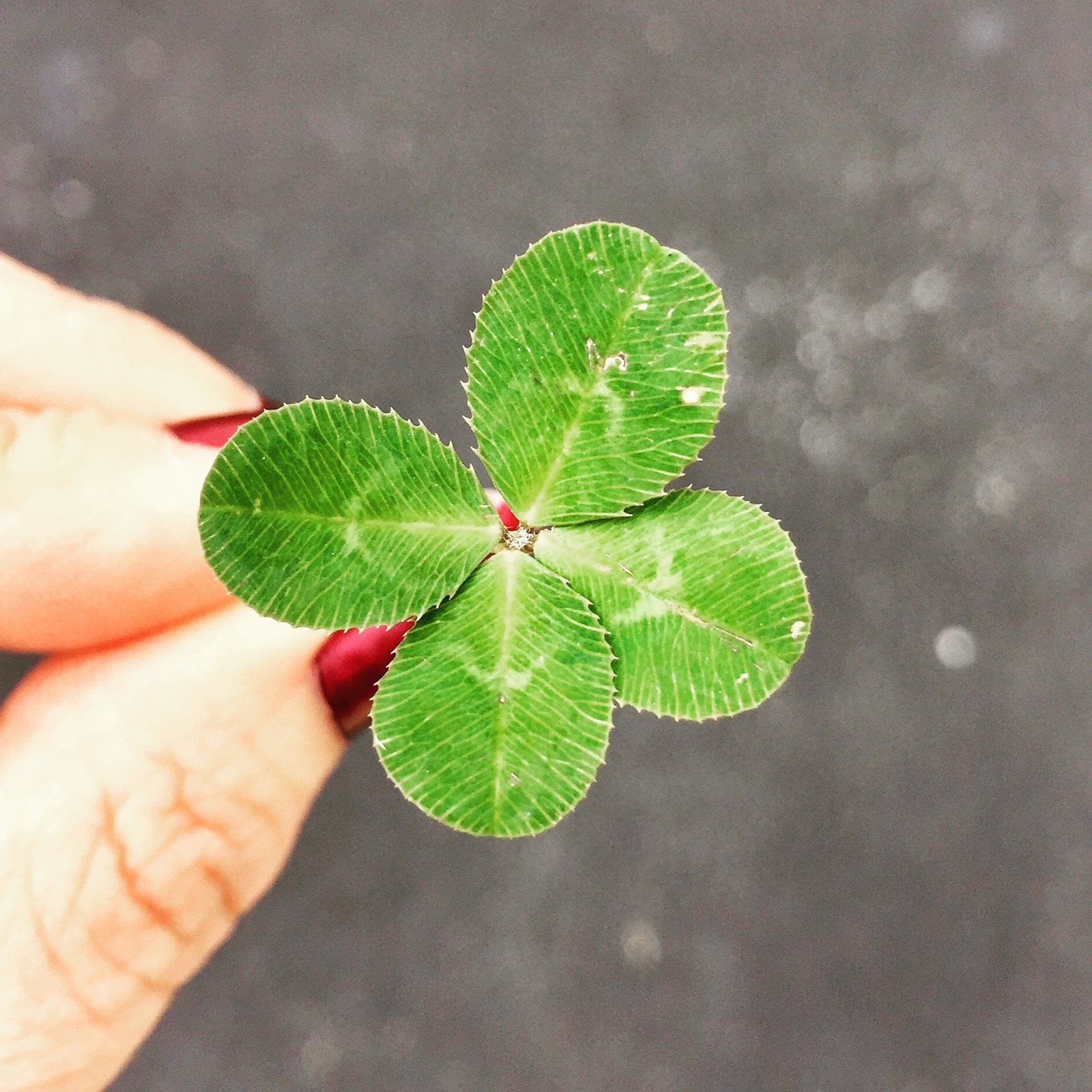Lucky Charm - Gifts for Card Players