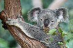 Australians are Real Casino Enthusiasts - Gifts for Card Players